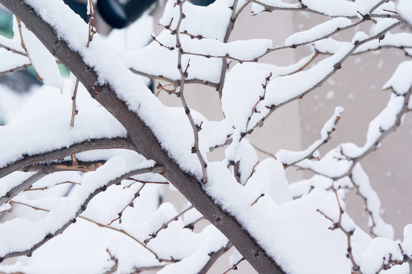 20100206-Snowcalypse2010-131