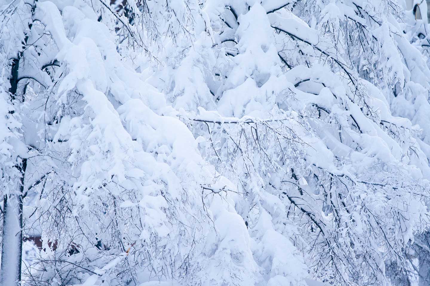 20100206-Snowcalypse2010-151