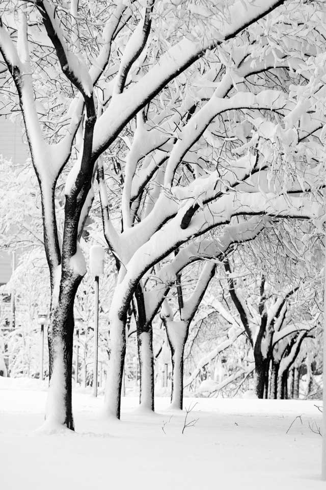 20100206-Snowcalypse2010-18