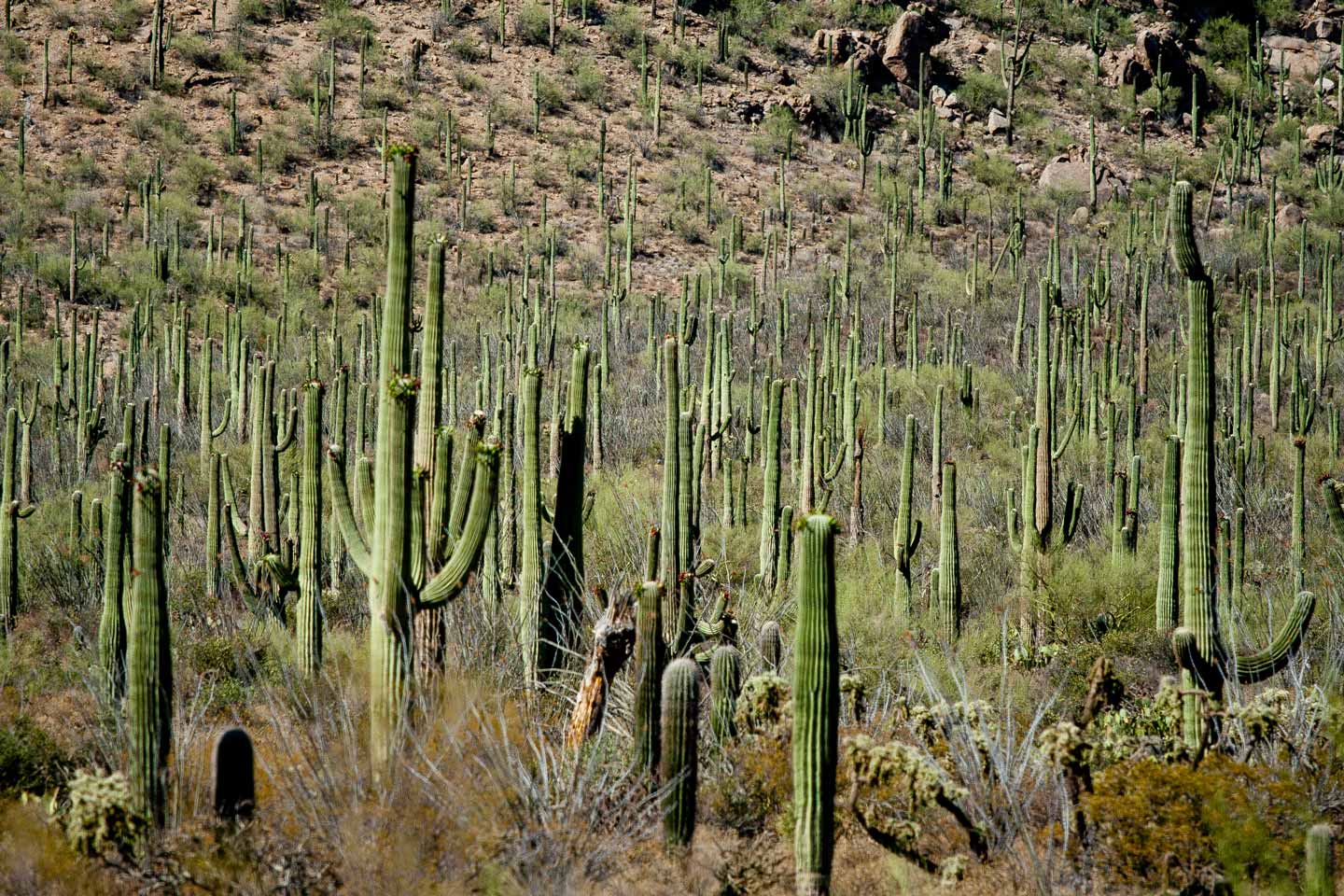 20100704-Arizona-8025