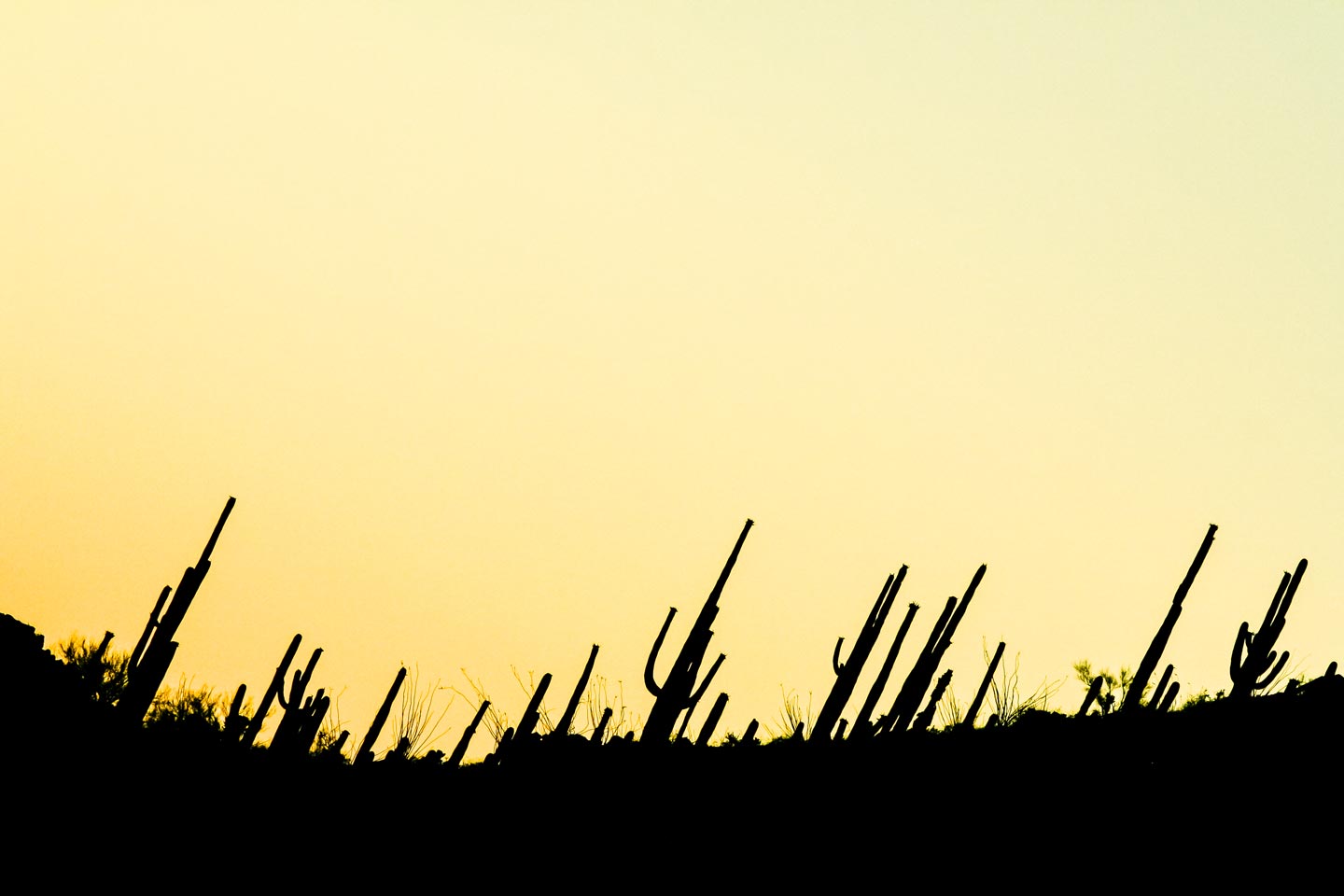 20100704-Arizona-8099